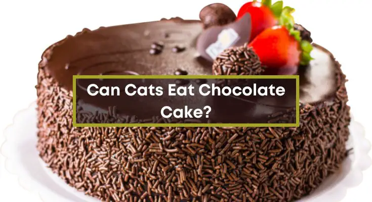 Can-Cats-Eat-Chocolate-Cake