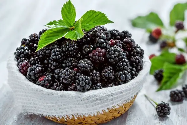 Blackberries